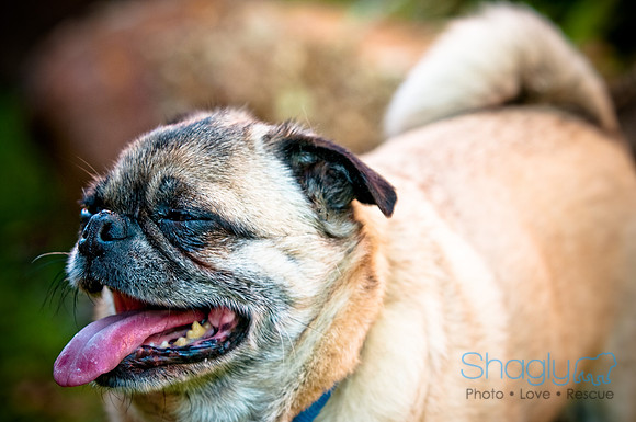 DFW Pug Rescue-4
