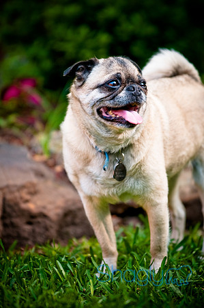 DFW Pug Rescue-30