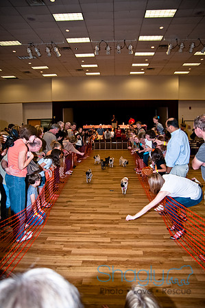 PugOWeen-282