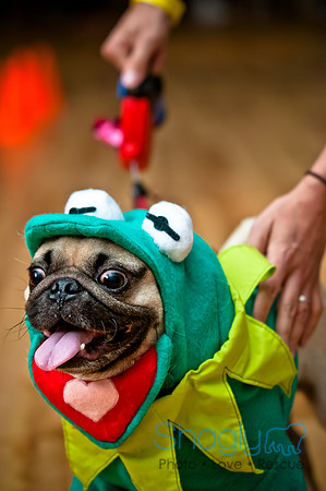 PugOWeen-136