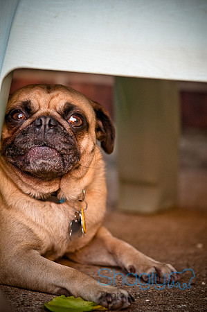 DFW Pug Rescue-34