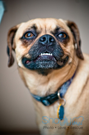 DFW Pug Rescue-31
