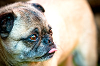 DFW Pug Rescue-5