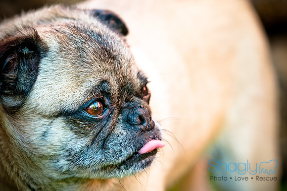DFW Pug Rescue-5