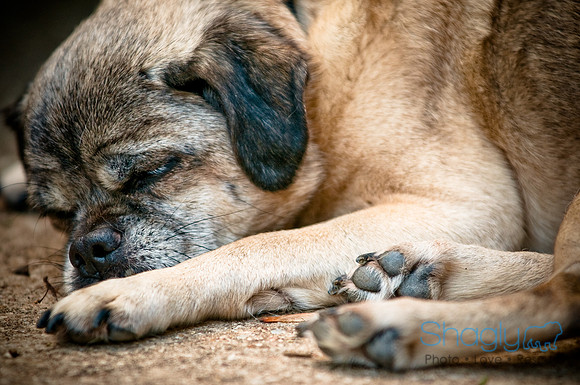 DFW Pug Rescue-35