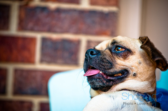 DFW Pug Rescue-26