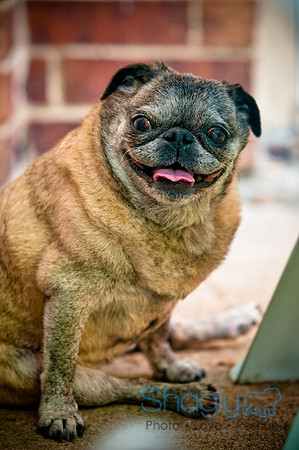 DFW Pug Rescue-21
