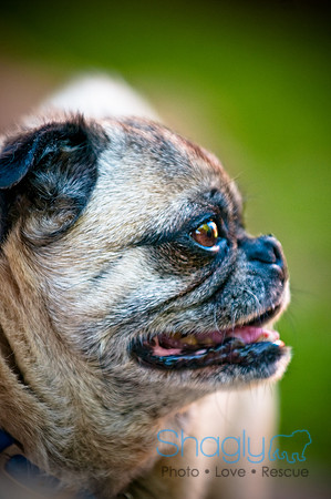 DFW Pug Rescue-23