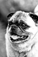 DFW Pug Rescue-9