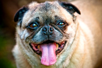 DFW Pug Rescue-3