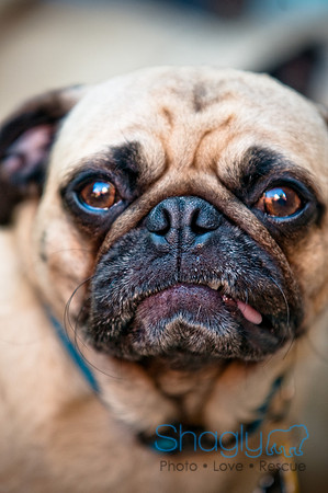 DFW Pug Rescue-25