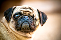 DFW Pug Rescue-15