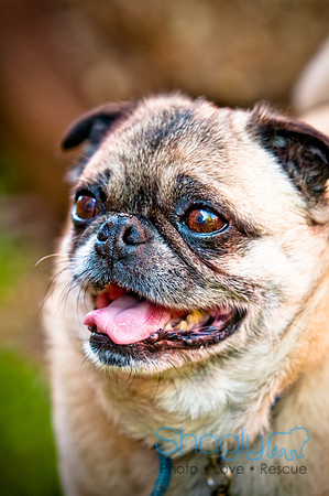 DFW Pug Rescue-8