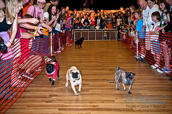 PugOWeen-257