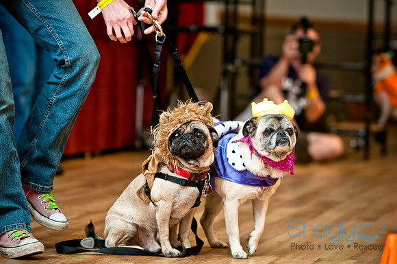 PugOWeen-223