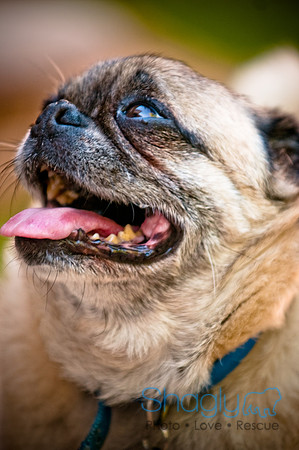 DFW Pug Rescue-22