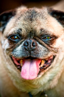 DFW Pug Rescue-7