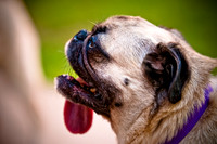 DFW Pug Rescue-17