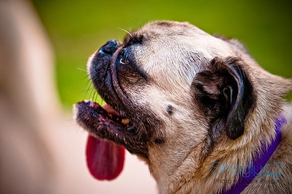 DFW Pug Rescue-17