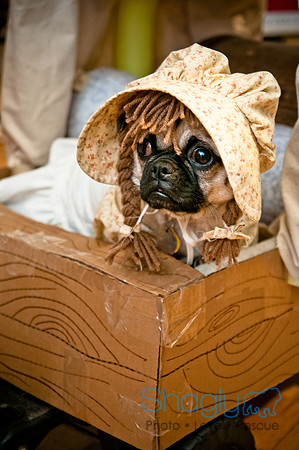 PugOWeen-253