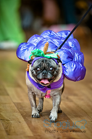 PugOWeen-60