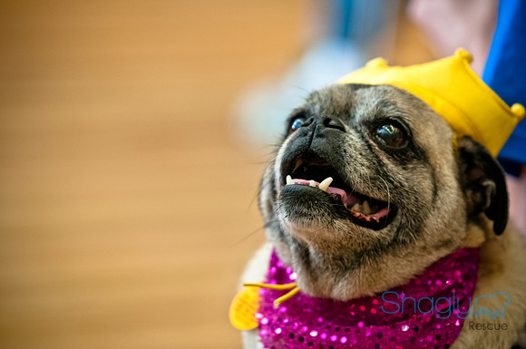 PugOWeen-98