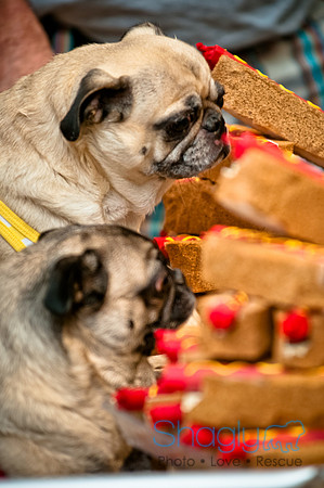 PugOWeen-158