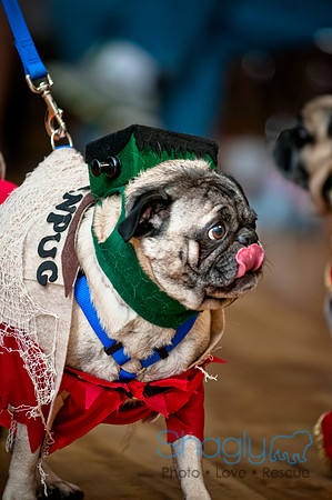 PugOWeen-115
