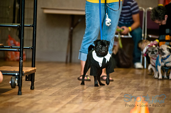 PugOWeen-177