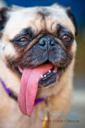 DFW Pug Rescue-24