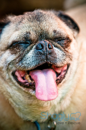 DFW Pug Rescue-2