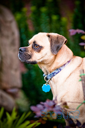 DFW Pug Rescue-37