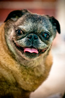 DFW Pug Rescue-20