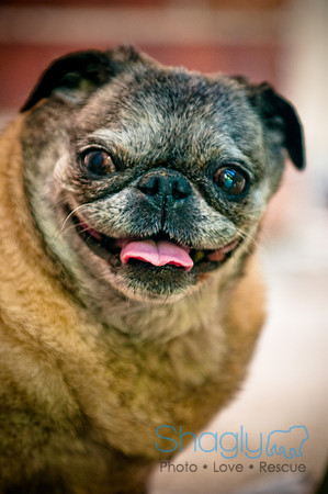 DFW Pug Rescue-20
