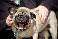 Pug Play Date-3