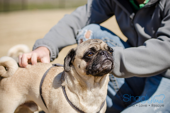 Pug Play Date-17