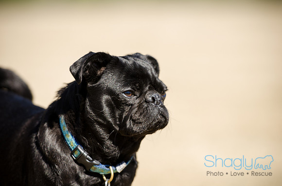 Pug Play Date-9