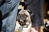 Pug Play Date-14