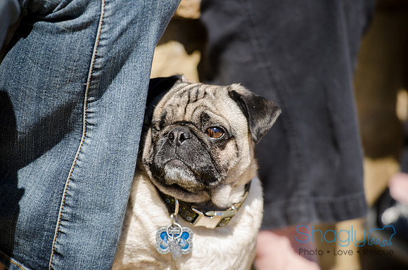 Pug Play Date-14