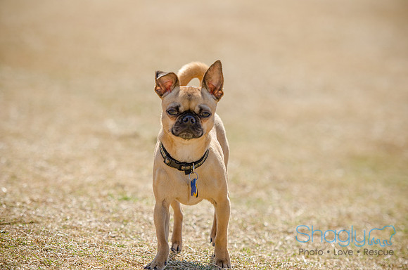 Pug Play Date-6