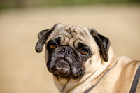 Pug Play Date-7