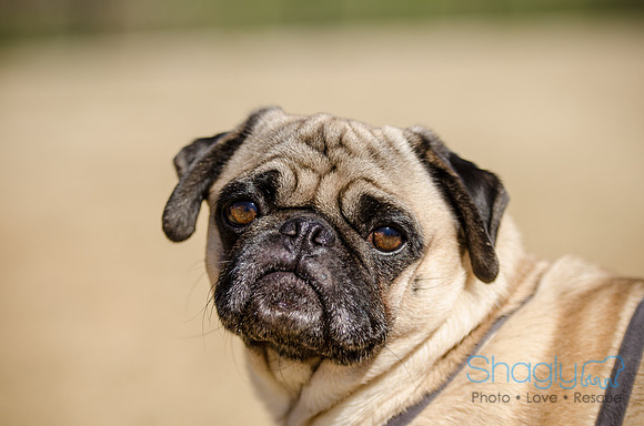 Pug Play Date-7