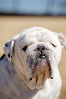 Pug Play Date-20