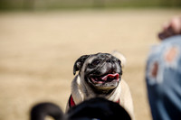 Pug Play Date-18