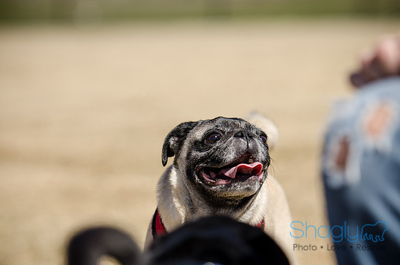 Pug Play Date-18
