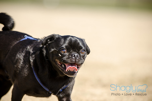 Pug Play Date-12
