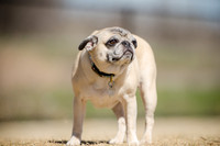Pug Play Date-15