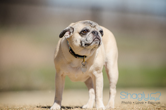 Pug Play Date-15