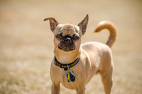 Pug Play Date-5