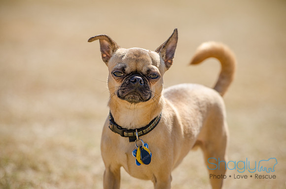 Pug Play Date-5